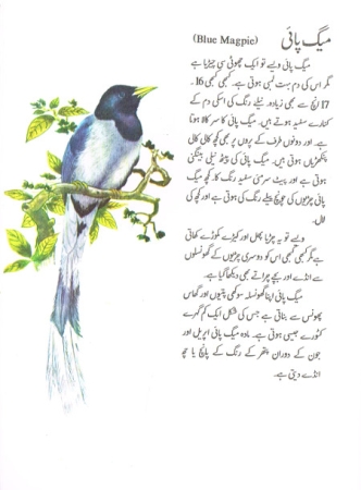 Kleine Enzyklopädie über Indische Vögel - Ausgabe in Urdu